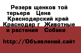Резерв щенков той-терьера › Цена ­ 5 000 - Краснодарский край, Краснодар г. Животные и растения » Собаки   